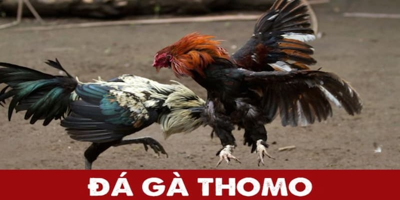 Hình thức đá gà Thomo là gì?
