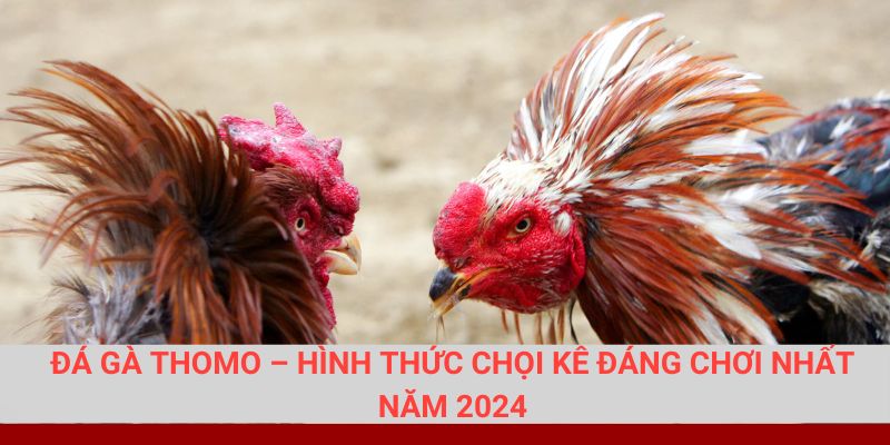 Đá Gà Thomo - Hình Thức Chọi Kê Đáng Chơi Nhất Năm 2024