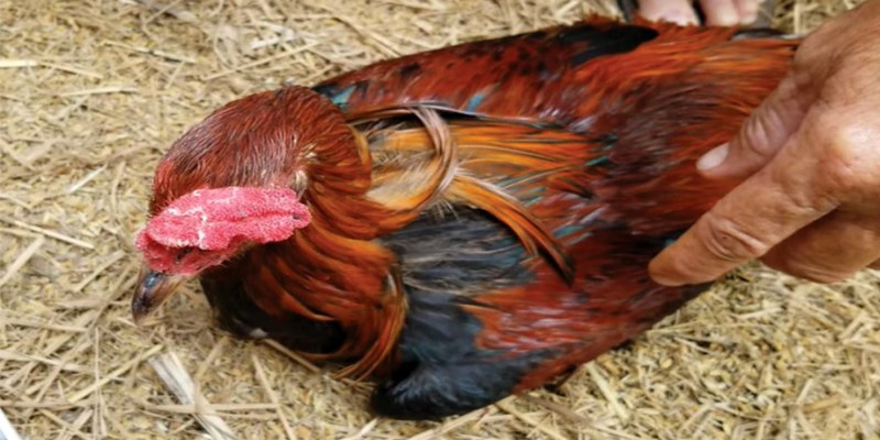 5 cách nuôi gà không bị bệnh dễ dàng