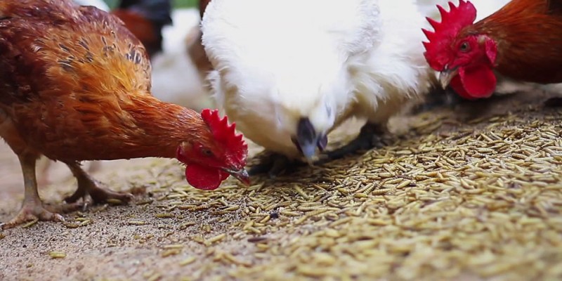 Chọn thức ăn tốt giúp quá trình nuôi gà mau thành công