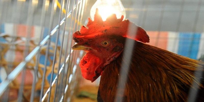 Để nuôi gà không bị bệnh cần quản lý chuồng kỹ càng