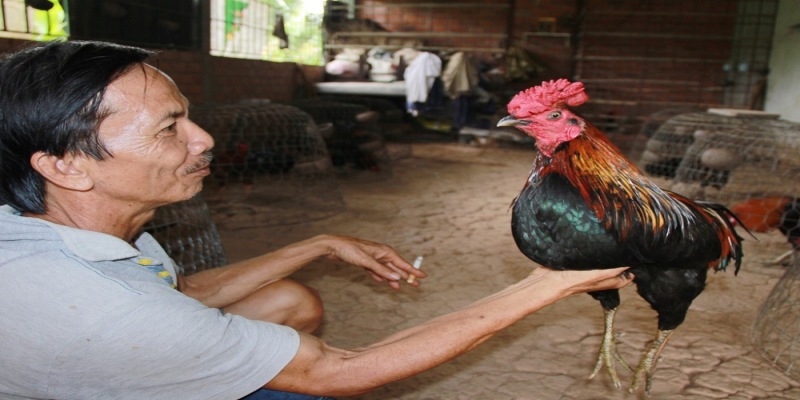 Kiểm tra sức khỏe định kỳ là cách để nuôi gà ít bệnh nhất