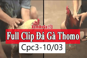 đấu trường Đá Gà THOMO
