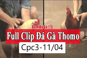 Video đá gà Thomo