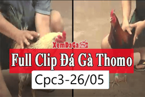 Video đá gà Thomo Campuchia