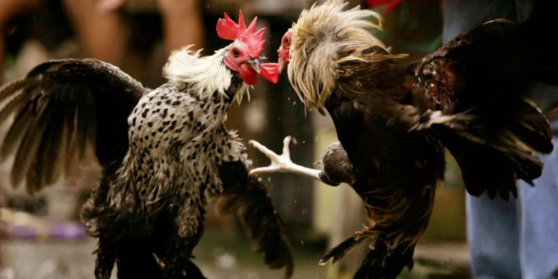 SV388 là gì? Vì sao giới chơi gà lâu năm tin tưởng lựa chọn?