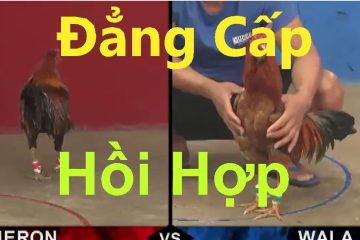 Clip đá gà mãn nhãn