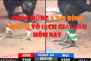 Clip đá gà đỉnh cao